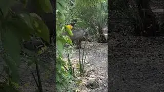 Warthog