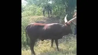 Ekyevugo