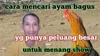 tips mencari ayam bagus yang punya peluang menang tinggi
