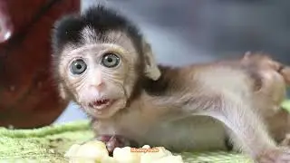 Much scaring lovely baby monkey Ting Ting crying silently