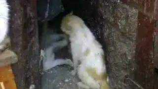 BIGGEST CATS FIGHTS EVER!!!