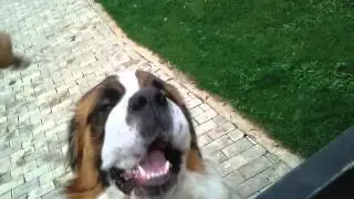 Saint Bernard Сенбернар