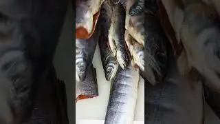 голец провесной 