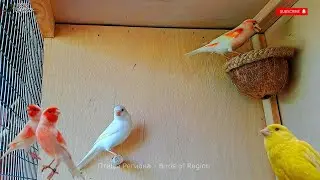 Щеглы, канарейки, разведение птиц. Певчие птицы. Субтитры.