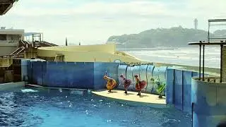 AMAZING DOLPHIN SHOW! 4K! Enoshima Aquarium Japan