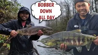Chum Salmon Bank Fishing Green River