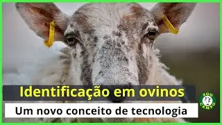 Identificação em ovinos