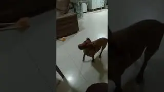 A Luna Comendo Sushi no Hashi rs