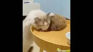 Kirpinin dikenleriyle kendisini kaşıyan bir kedi