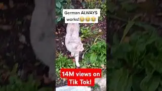 ON A CAT German always works!!! 😹 #cats
