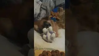 Lulu 💓 and Sie - не правете грешката на лилавото куче, да цункате Лулу по носа ... :)