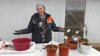Пчелы, мох и воздушные отводки