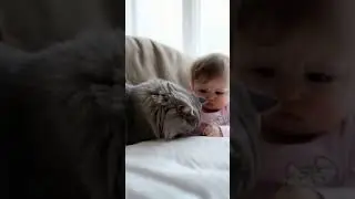 Cute Cat Heals the World