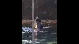 Man Dancing With Real Alligator