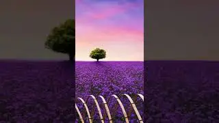 Beautiful purple flowers ازهار بنفسجية جميلة