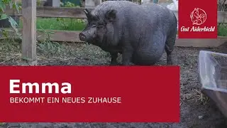 Emma – eine neue Prinzessin im Schweinepalast von Gut Aiderbichl Henndorf
