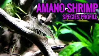 Amano Shrimp - species profile