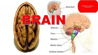 The brain