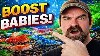 Best Food, Selective Breeding & Tons of Shrimp