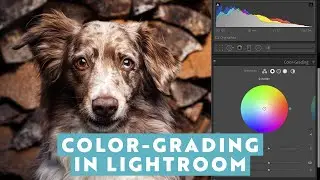 Color Grading in Lightroom CC - Coole Looks für Deine Hundefotos