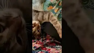 Алиса. Дури́м))