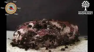 Så här rengörs skallar och ben på Naturhistoriska riksmuseet