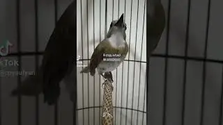 Celebrate Lebaran with Chirping Ballet! Pasca Mabung, Ready to Reunite! | Watch Now!