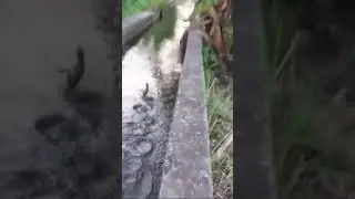 frog run