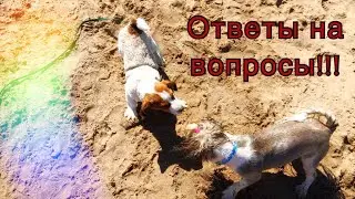 Ши-тцу вопрос - ответ / Чем кормлю собаку?