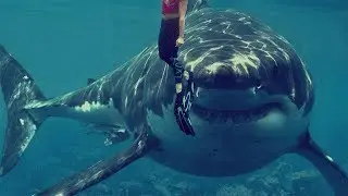 UN HOMBRE ES ATACADO POR UN TIBURON CUANDO HACIA PESCA SUBMARINA ¡NOTICIA IMPACTANTE!