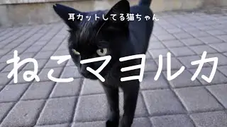 スペインにも耳カット猫が！ねこドイツ番外編