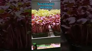 Хотите научиться выращивать микрозелень? #микрозелень #гидропоника