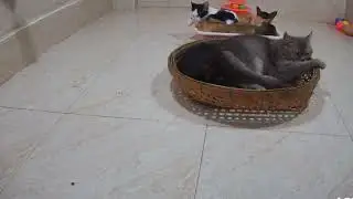 Funniest Dogs and Cats 2025 😜  The gray cat fills up the whole basket 🧺✨