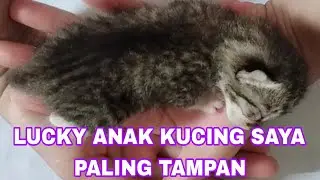 TERNYATA BEGINI RASANYA NOLONGIN KUCING BERANAK