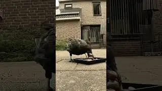 Надо успеть унести побольше)) #crow #ворона #животные