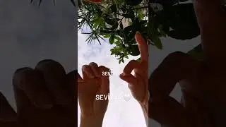Egzama, Atopik Dermatit, Kaşıntılar için Aynısefa & Papatya Sabunu