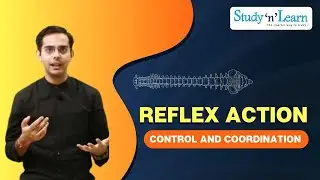 Reflex Action Mechanism | Reflex Arc | Neural Control and Coordination | Biology | NCERT