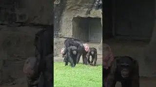 黑猩猩Chimpanzee/Taipei Zoo