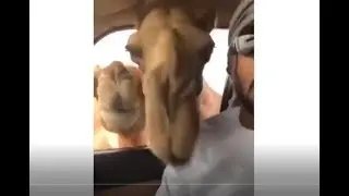 🐫🐫Camels attack arab in his car