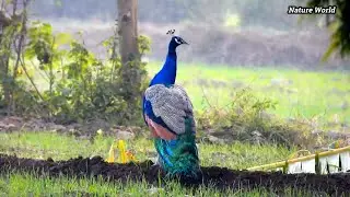 Peacock pressing opening its feathers and peacock sound of screaming voice 4k