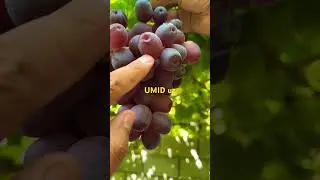 Avatar 2 siz bu uzum navini bilarmidiz ?