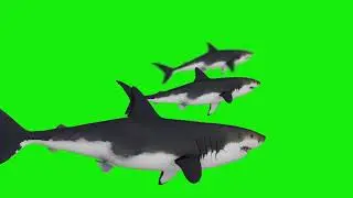 Green screen shark video | Green screen shark swimming video