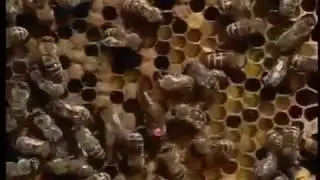 Фильм о пчеловодстве. Часть 2. Разведение пчёл