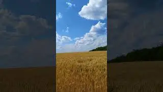Українські поля. Харківщина, червень 2024 року.