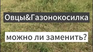 Овцы вместо газонокосилки, можно ли использовать овец для стрижки газона?