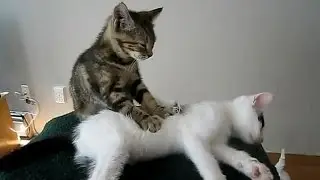 Ржачные приколы про котов прикольные животные