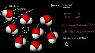 Importance of Water for Life | Khan Academy in Spanish