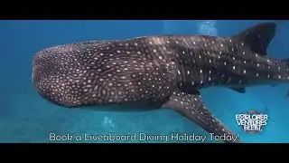 Liveaboard Diving Holidays with Explorer Ventures Fleet