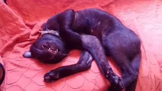 Minino durmiendo😴