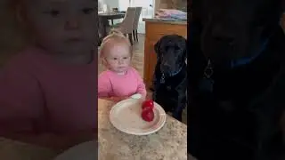Toddler Gets Mad When Her Dog Eats Her Strawberry 😂 